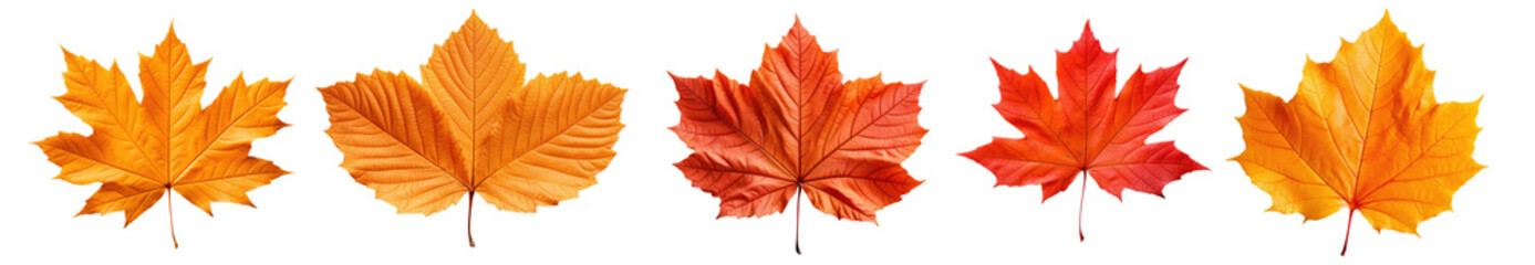 Autumn maple leaves isolated on white transparent, Fall season banner, PNG