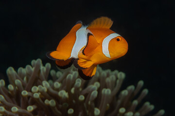 Fototapeta na wymiar Ocellaris clownfish