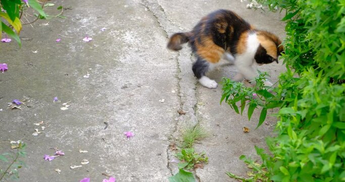 a little kitten is playing with a mouse
