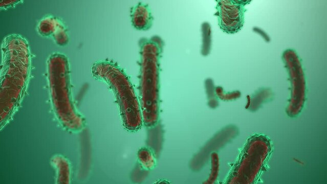 Microscopic visualization of rabies virus.