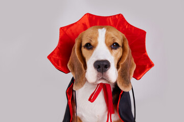 A beagle dog in a red and black cape as a Halloween costume on a gray isolated background.