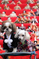 古都秋月・雛めぐり、福岡県朝倉市秋月