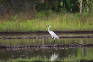 Nature wildlife image of Great Egret bird walk on paddy field