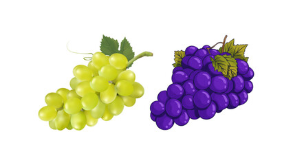 Bunch of grapes purple and green colors vector. 