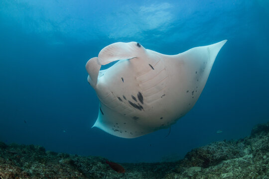 Manta Ray