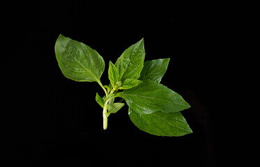 Thai basil


