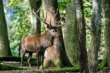 Naklejka na ściany i meble deer in the forest during the slab