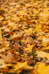 Yellow and Orange Autumn Leaves Background. Autumn background