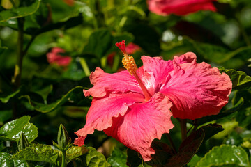 Bright pinky orange hibiscus flower (hibiscus rosa-sinensis 'Gwen Mary')