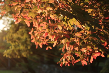 楓の葉が夕陽に照らされている風景
