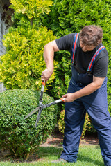 Man gardener in protective clothes with garden shears, scissors or secateurs cutting a boxwood...