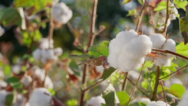 Cotton field plantation. Close-up of a box of mature cotton, on green bushes. Cotton picking. Agriculture, agribusiness.