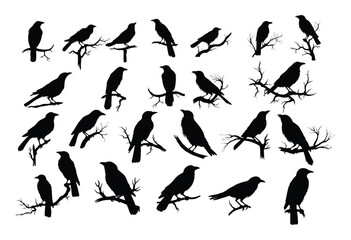 crows on tree branch silhouette - 634270469
