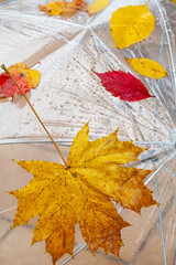Beautiful maple leaf and raindrops on transparent umbrella