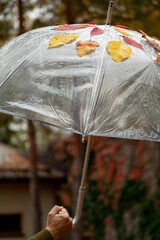 Beautiful tree leaves and raindrops on transparent umbrella