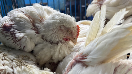 chicken and chicken production at the poultry farm