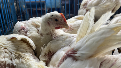 Flock of white broiler chickens