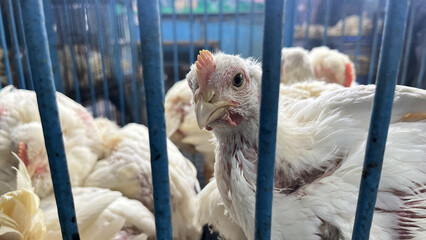 Group of healthy broiler chicken in poultry