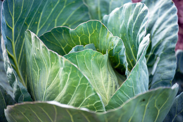 Obraz premium Closeup of nice big green cabbage plant in a home garden