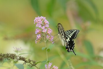 Asian Swallowtail in botanical garden