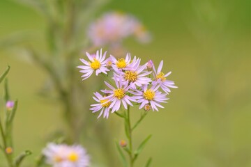 Tatarian aster in full blooming