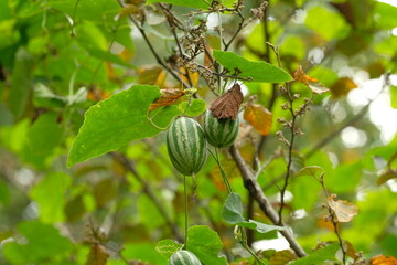 freen fruits of Trichosanthes cucumeroides