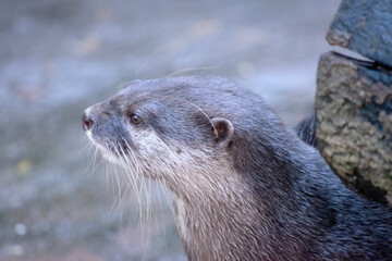 Asian small clawed otters are small, with short ears and noses, elongated bodies, long tails, and soft, dense fur.