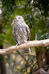 The barking owl has bright yellow eyes and no facial-disc. Upperparts are brown or greyish-brown, and the white breast is vertically streaked with brown