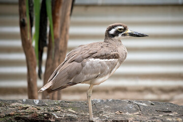 this is a side view of a beach stone curlew