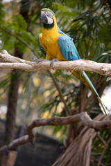 The blue and gold macaws forehead feathers are green. Wing feathers are blue with green tips; underwing coverts and breast are yellow-orange.