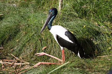 The Jabiru or black necked stork is a black-and-white waterbird stands an impressive 1.3m tall and has a wingspan of around 2m. The head and neck are black with an iridescent green and purple sheen.