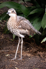 The bush stone curlew has grey-brown feathers with black streaks, a white forehead and eyebrows, a broad, dark-brown eye stripe and golden eyes