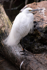 the  egret has a relatively short, thick neck, a sturdy bill, and a hunched posture. It is mainly white and has tan around its head