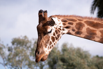 The giraffe has a short body, a tufted tail, a short mane, and short skin-covered horns.