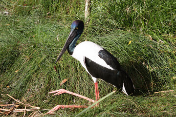 The Jabiru or black necked stork is a black-and-white waterbird stands an impressive 1.3m tall and has a wingspan of around 2m. The head and neck are black with an iridescent green and purple sheen.