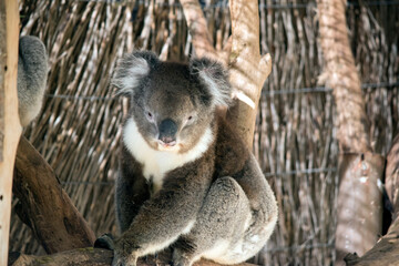 the koala is is walking along a tree branch