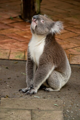 the koala is looking up at  a tree he is going to climb