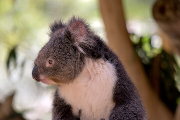 this is a close up of a koala looking sideways