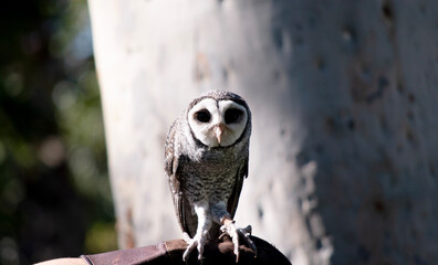 The lesser sooty owl is a dark sooty-grey in color, with large eyes in a grey face, fine white...