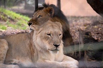 the lioness is smaller than the lion