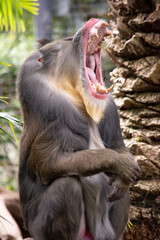 the mandrill has thick ridges along the nose that are purple and blue, red lips and nose, and a golden beard.