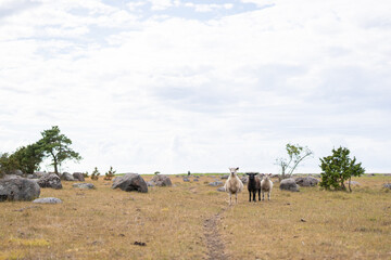 Flock oOf sheep in coastal landscape on the isle. UNESCO biosphere area.