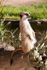 Meerkats take turns standing in a raised lookout position above the burrows so they can see everything and protect their clan while other members are foraging or playing