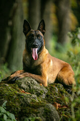 Belgian Shepherd in the autumn park beautiful dogs