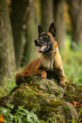 malinois