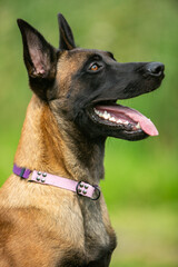 Belgian Shepherd puppy 