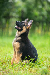 german shepherd puppy