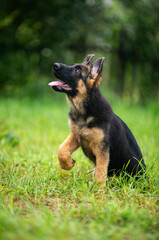 german shepherd puppy
