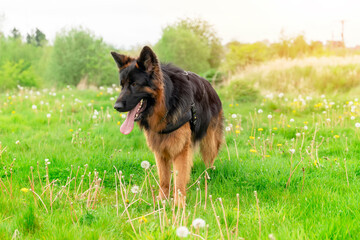 German shepherd dog in harness out for a walk lying, running, walking on the grass in sunny summer day
