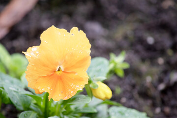 Pansies bloom from fall into next spring, all the way through time to plant warm season annuals